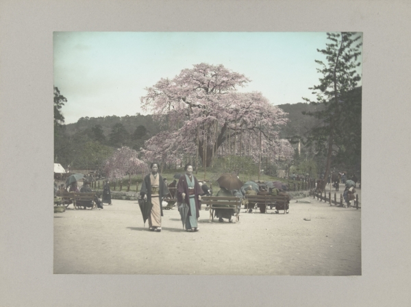 Park met kersenbomen en Japanners, Kyoto, anoniem, ca. 1895 - ca. 1915 via Rijksstudio