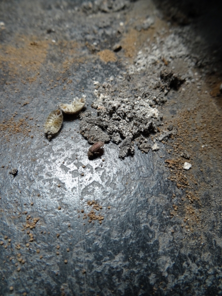 In het midden van de foto de kleine klopkever (Anobium punctatum), boormeel, kleine bruine bolletjes. © Peter Taeymans/IPARC, België