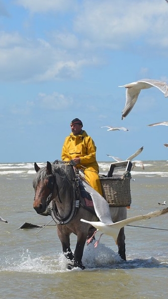 Garnaalvisser te paard, Oostduinkerke. Roosde via Wikimedia Commons, CC BY 4.0