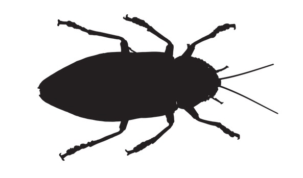 Insect. Beeld: DreamDigitalArtist via Pixabay