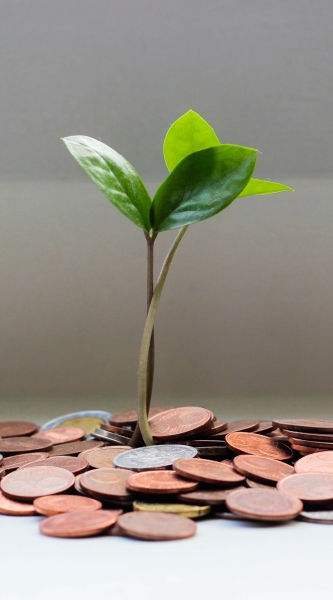 Plantje groeit uit muntjes. Foto: micheile dot com via Unsplash