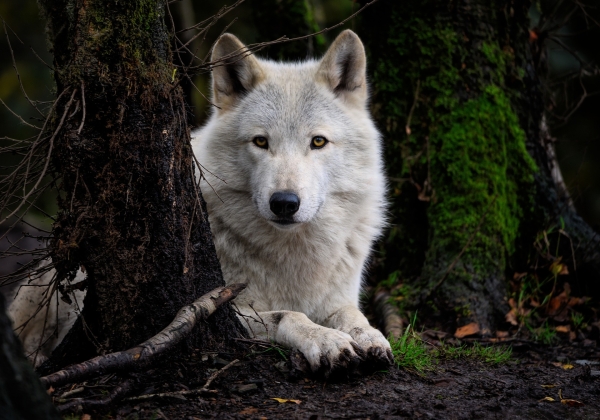 Wolf. Foto: Angela via Pixabay 