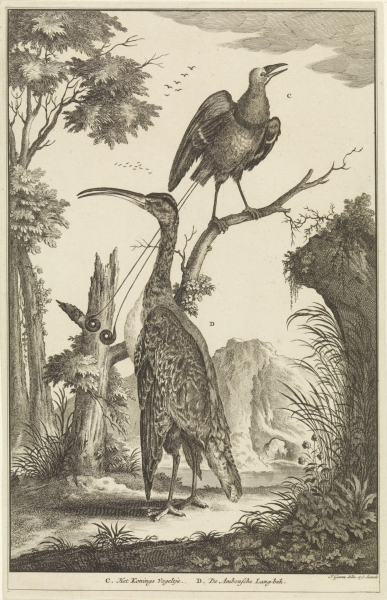 Twee vogels: een paradijsvogel en een Ambonse Langbek, Jan Goeree, 1680-1731. Publiek domein via Rijksstudio