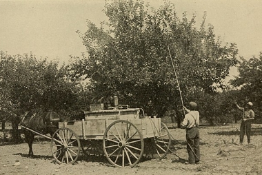 Werken in de boomgaard, 1917: moderne methoden voor het telen en op de markt brengen van fruit. Sears, Fred Coleman, 1866-, via Wikimedia Commons