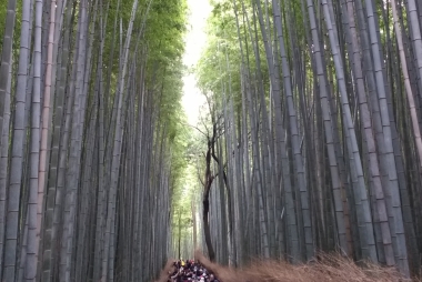 Toeristen in een bamboe-bos in Kyoto