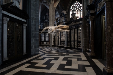 Skelet van vinvis Leo in Sint-Baafskathedraal (2018) © Mirjam Devriendt