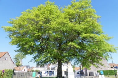 De vredesboom in Machelen, bij Zulte (© gemeentebestuur Zulte)
