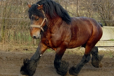 Brabants trekpaard