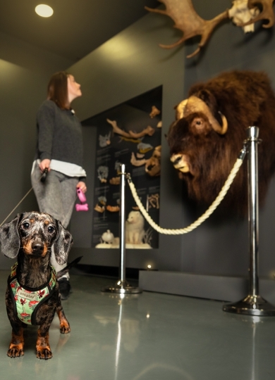 Dog-friendly museum © foto: Tea Nagode voor het Notranjski museum, Slovenië