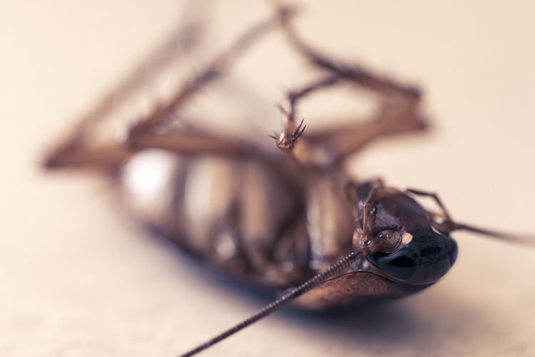 Dode kakkerlak. Foto: Shaun Finn via Pixabay