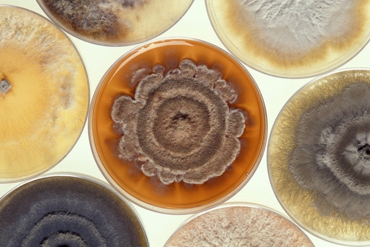 Petrischaaltjes met schimmels. Foto: skeeze via Pixabay