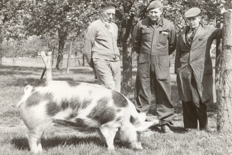 Landbouwers keuren een Piétrainvarken, 1961. Collectie Boerenbond, KADOC-KU Leuven
