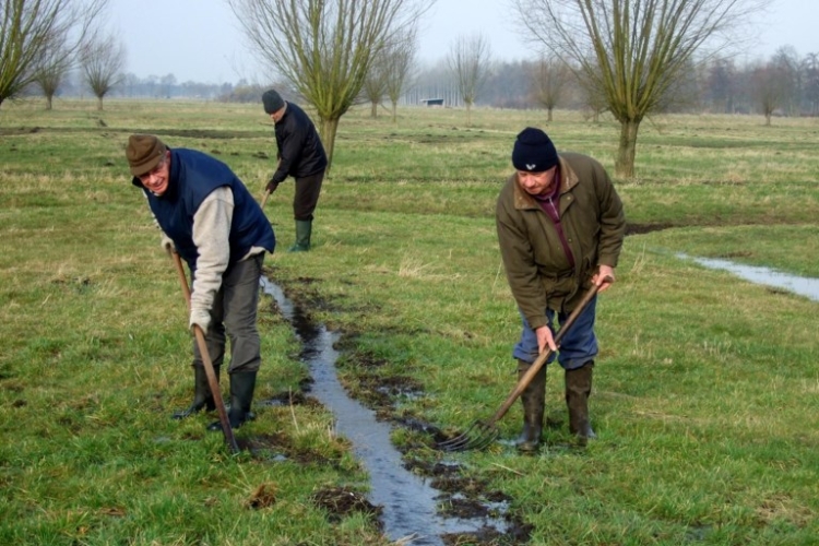 De traditionele graslandbevloeiing, ook wel 'witteren' genoemd, wordt toegepast op de vloeiweiden in Lommel. © Albert Mertens