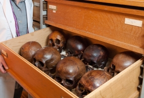 Verzameling schedels van de middeleeuwse begraafplaats van de abdij van Koksijde, bewaard in KBIN. Foto: Thierry Hubin, Collectie KBIN