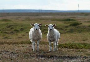 Twee schapen kijken in de camera. Foto: Jørgen Håland via Unsplash