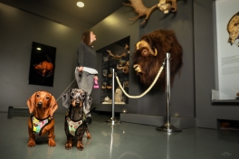 Dog-friendly museum © foto: Tea Nagode voor het Notranjski museum, Slovenië