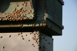 De bijenkorf in Zedelgem © Dienst Communicatie Zedelgem