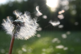 Paardenbloem. Foto: Nina via Pexels